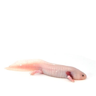 Group of 3 Axolotl
